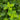 Lemon Balm (Melissa officinalis)