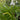 Three Cornered Leek (Allium Triquetrum)