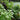 Water Mint (Mentha aquatica)