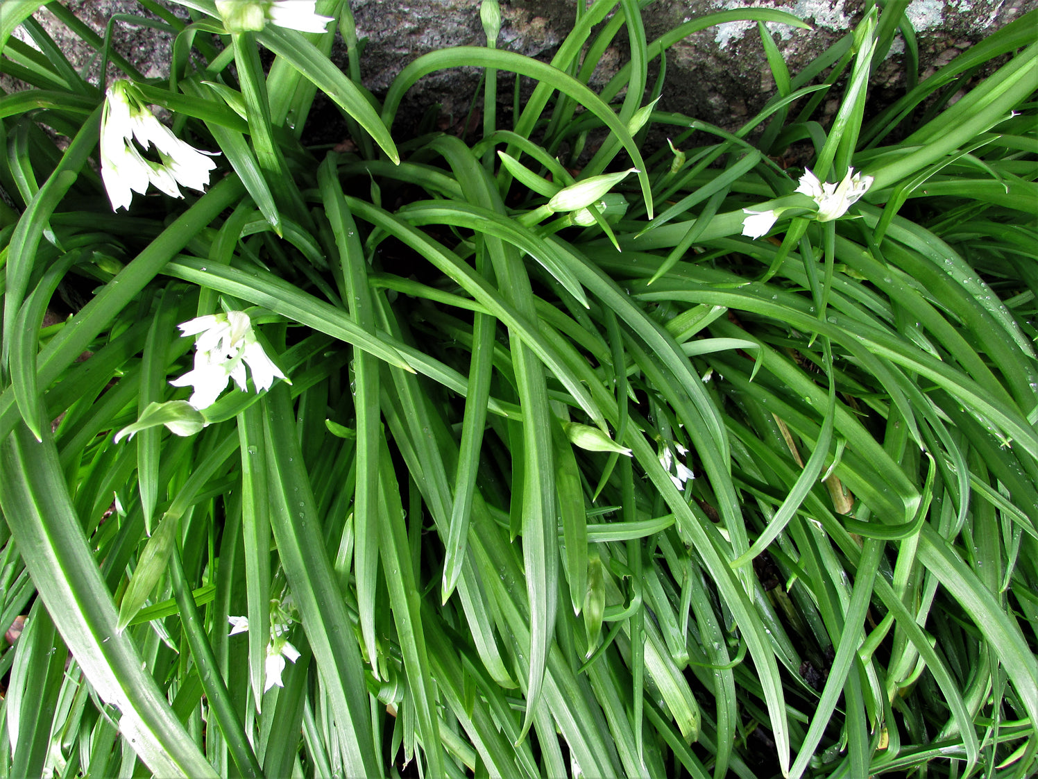 Celeriac, Leek and Potato Soup – fruitsoftheforage