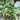 Common Sorrel (Rumex Acetosa)