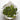 Kale/Cauliflower Leaf Crisps