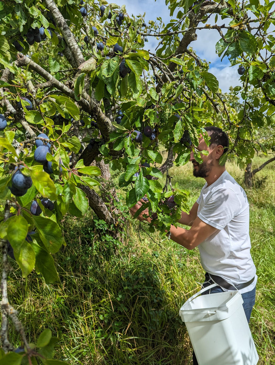 Purple Pershore Plum Jam fruitsoftheforage