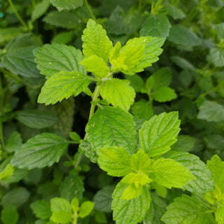Lemon Balm (Melissa officinalis)