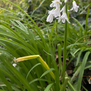 Three Cornered Leek (Allium Triquetrum)