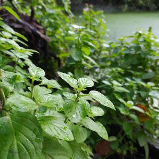 Water Mint (Mentha aquatica)