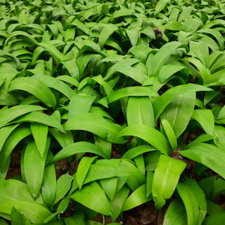 Wild Garlic Season is Here!