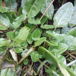 Common Sorrel (Rumex Acetosa)