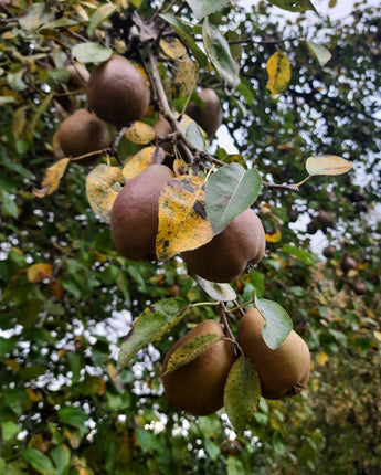 Damson Brown Sauce