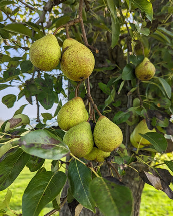 Pickled Pears