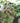 Hedgerow Harvest Jam