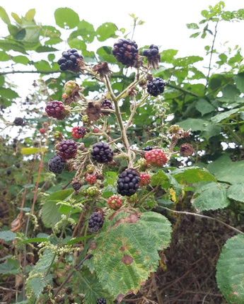 Hedgerow Harvest Jam